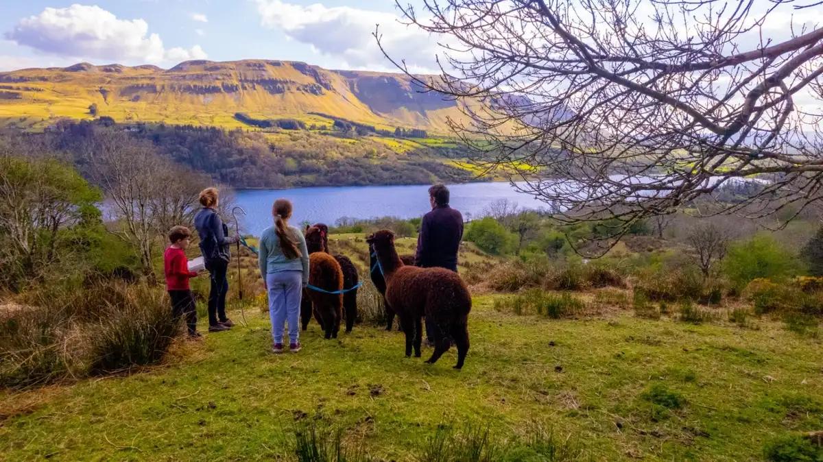 A walking group with alpacas above Glencar Lough in golden light