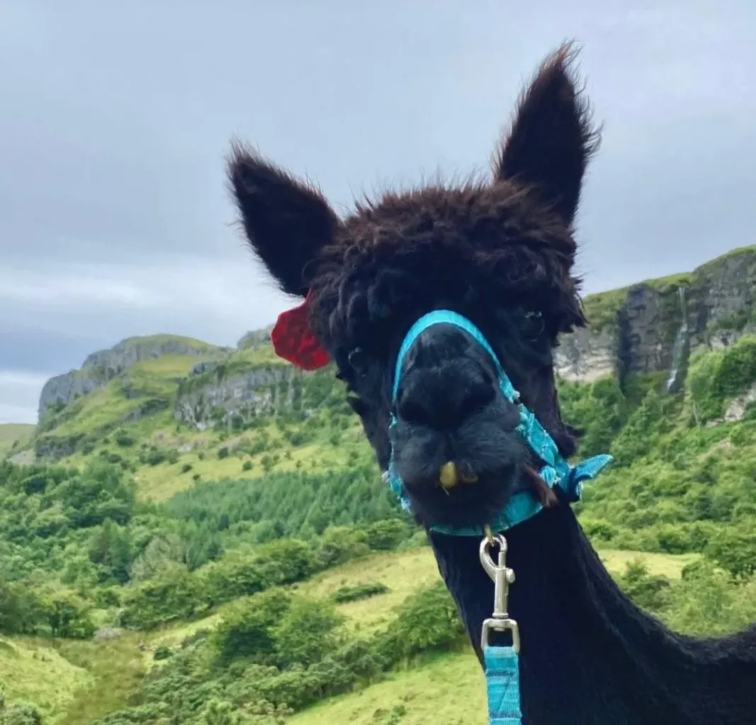 A black alpaca in a turquoise halter with the Devil's Chimney waterfall behind
