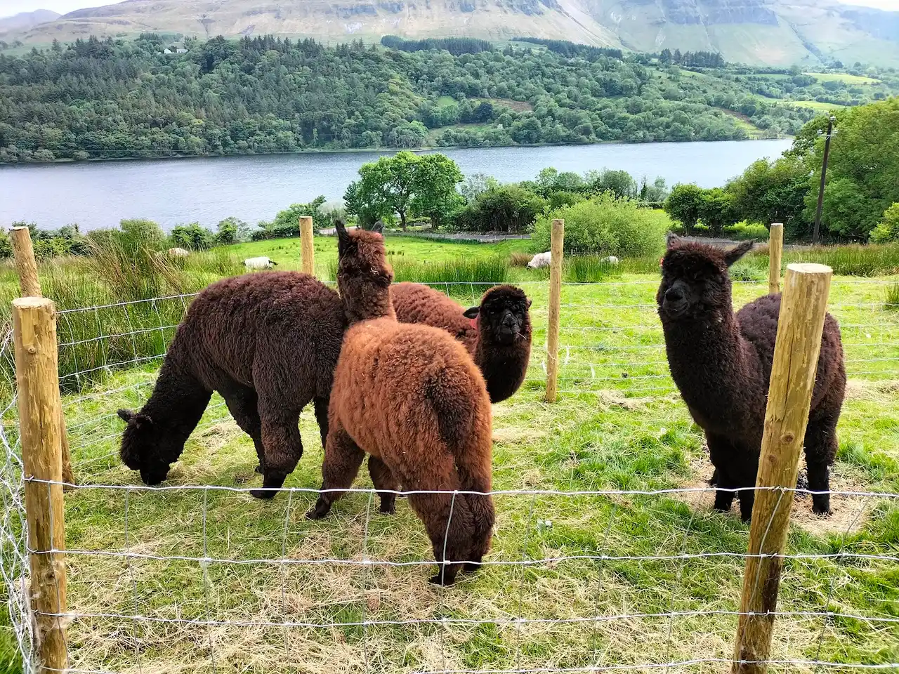 Four alpacas at the fence of the hillside pen, with Glencar Lough and the Dartry escarpment behind
