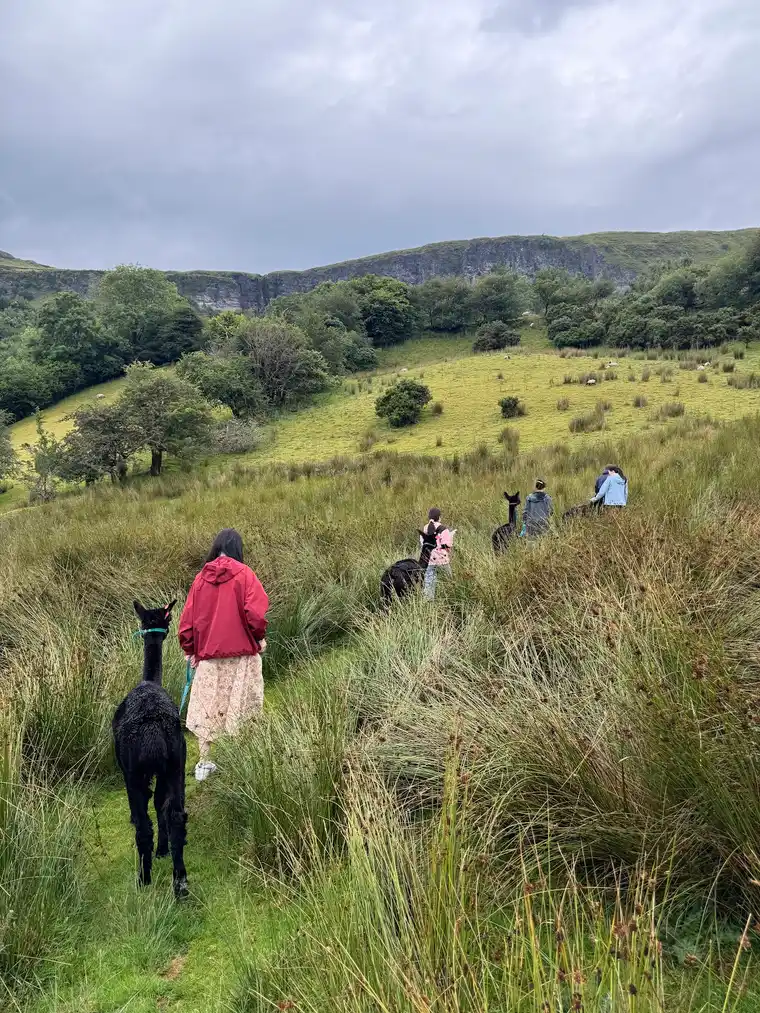 Walkers leading alpacas single file up the hillside track