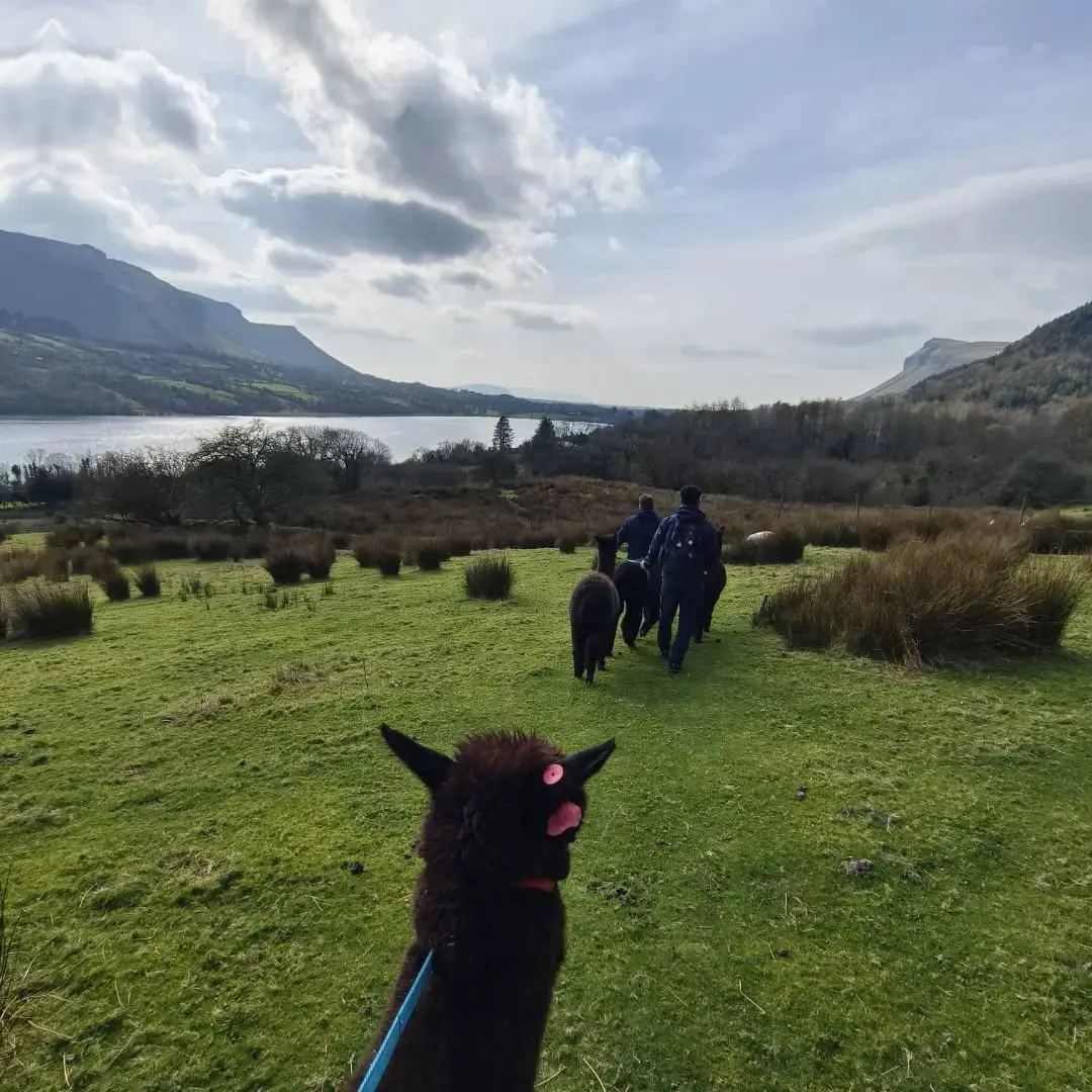 Setting off from the pen with an alpaca on a lead, Glencar Lough below